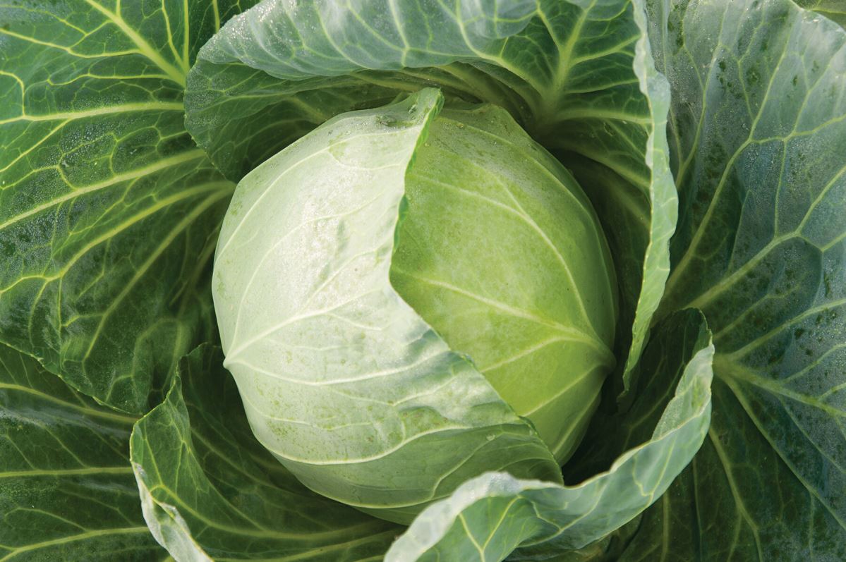 Primo Vantage – Cabbage Seed